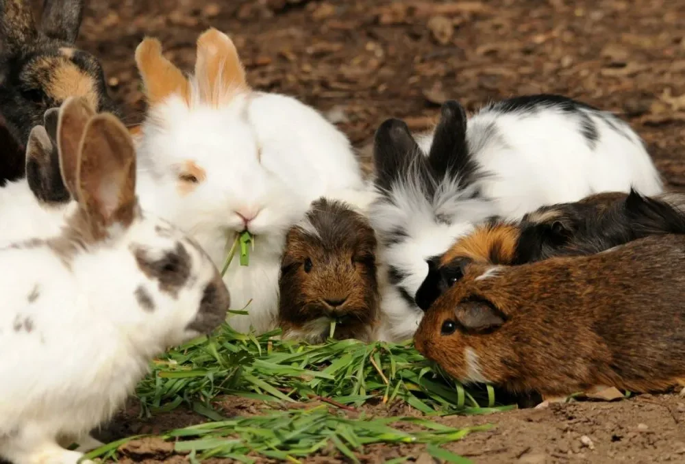 La cita más tierna del año: conejitos y cuyos tomarán CDMX este septiembre