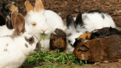 La cita más tierna del año: conejitos y cuyos tomarán CDMX este septiembre