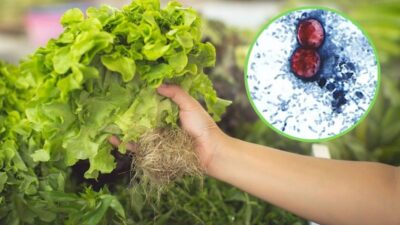 Brote de diarrea “explosiva” por lechuga se extiende a 15 estados de EU