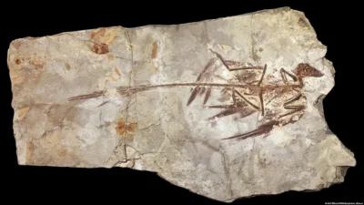 ¿Por qué nunca existieron dinosaurios del tamaño de un ratón? Un estudio ofrece una nueva explicación